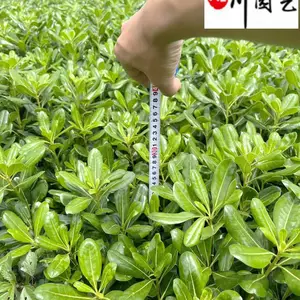 海桐工程苗杯苗批发 成都海桐基地直销 工程园林庭院绿化苗木 海桐价格报价