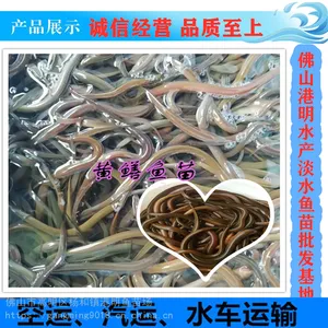 黄鳝苗 本地黄鳝苗 进口黄鳝苗种苗基地供应