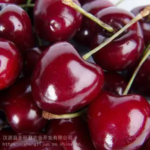 ����˹��ӣ��ӣ�ҹ�������˹��ӣ�Ҽ۸� ʥ����