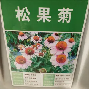 优质新菊花种子 松果菊种子 发芽*** 价格便宜 ***