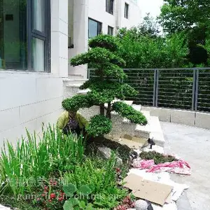 苏州别墅庭院绿化 别墅庭院景观设计 苏州别墅庭院苗木基地