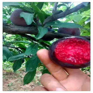��Ӫ��������Ʒ�� ����������� 5�����������繩Ӧ