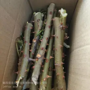 中药材云实树枝批发 云实枝条也售 供应云实树枝