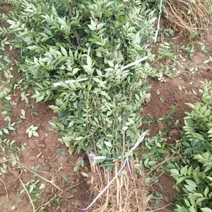 1年花椒苗价格++2年花椒苗价格