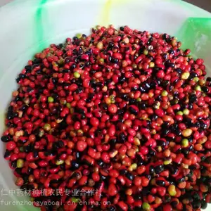 白三七种子_药材竹节参种苗_竹节参供应基地