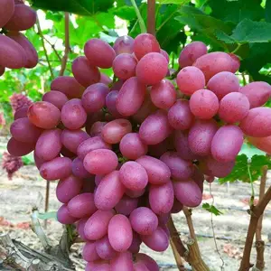 ��������ء������������硢��������ʯ�������ֻ�