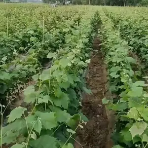 ��������õ���������Ѷ�����õ���������Ѷ�����õ��������������������Ʒ��