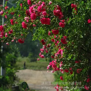 �컨Ǿޱ ��Ԯ��ľ ���ջ���Ҷï ϲ�����Ͱ��� �ر�����