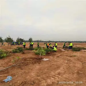 绿化苗木采购-直销红叶李-一亩地种植多少红叶李