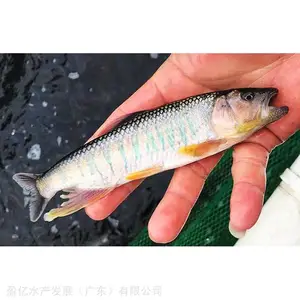 �����������糡���� ���������������� �����ȫ