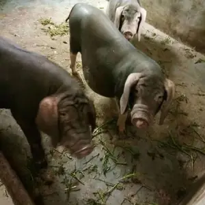 哪里有原种太湖母猪杜洛克公猪出售