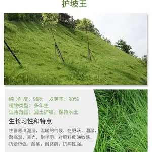 绿化草种 常青源园艺草籽 生态修复复绿草种公司