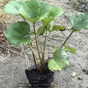 20公分大吴风草基地 30公分大吴风草批发 大吴风草大杯苗