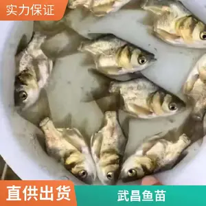 鲲腾鱼苗批发市场 八须塘鲺鱼苗 生鱼鱼苗 缩骨大头鱼苗
