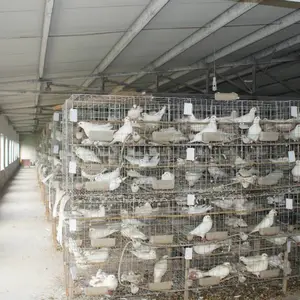 瀚捷笼具厂出售镀锌养殖场鸽笼大型鸽子笼规格可定制