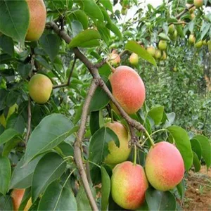 �ƽ��������Ǯһ�� ��Ӧ2���ַ�ˮ������ ���������� �ʹ�������