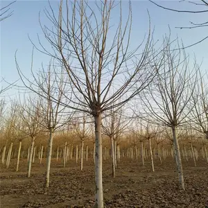 ����13����14���ַ�ͩ �����̻���������ϵ������Ӧ��ǿ