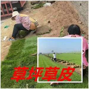 ?河北地区小区草坪廊坊草皮铺设草种草籽播种养护种植?供应?廊坊草坪