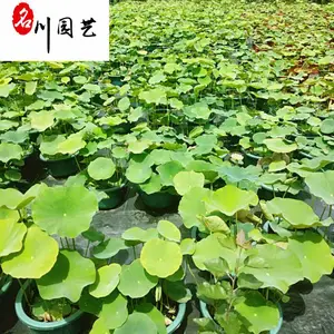 荷花水生植物批发 庭院园林水体湿地绿化花卉 成都荷花基地直供 量大价优