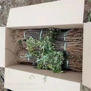 江西省花椒苗价格 花椒苗新品种签订合同
