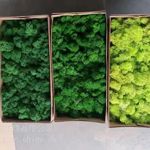 沈阳永生苔藓怎么固定墙上施工制作森美景观