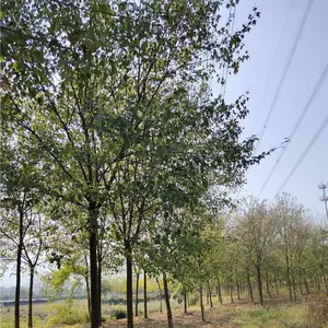湖北榔榆树,荆门全冠榔榆,京山丛生榔榆,荆州榔榆价格,造型榆树批发