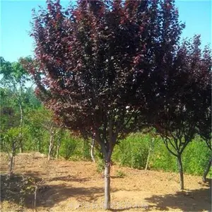 ���պ�Ҷ����� 4����5����6���ֺ�Ҷ�������***