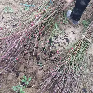 �����һ����� ������ר�����ڿ������͵� 3Ԫһ�� 1�׸�