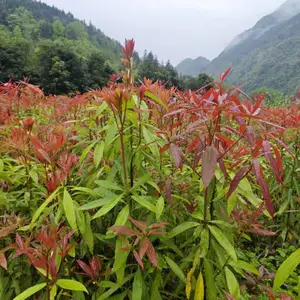 刨花润楠苗,湖南刨花楠袋苗价格,香粉树小苗