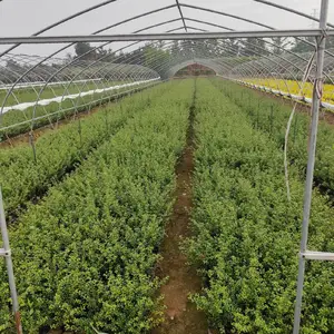 �ɶ���׶����� �̻���ľ�� ���õر���������԰���̻���ʹ��