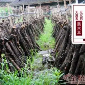 山东养生段木黑木耳厂家直销