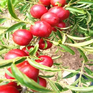 钙果苗 欧李苗 好成活 中华钙果苗 适合南北种植当年结果