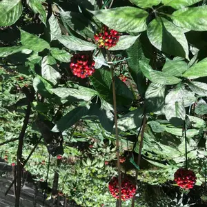 野生三七_新鲜黑人参_中药材黑人参种子_黑人参基地供应