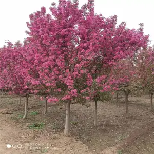 2����Ѥ������ �������� �������� 3���ֶ�������� ˧����ľ