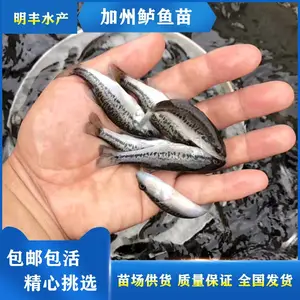 大量采购加州鲈鱼水花苗 淡水优鲈一号鱼苗 活鱼发货