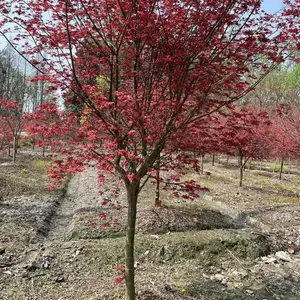 �ɶ���Ҷ����,��������ϰ��,5���ֺ����