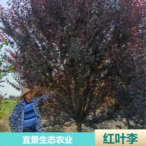 �����˾���̬�Ǽܺ�Ҷ�� ԰���̻��ͷ�֦��Ҷ��������