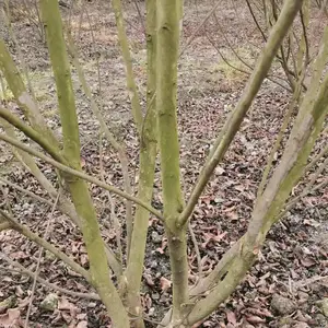 ��ޱ�������� �� �˸�1.35����ޱ������ ��ޱ�����ӹڷ�2�׶�