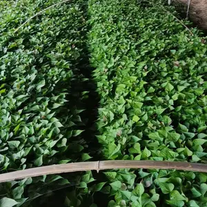 买红薯苗到文杰家庭农场-亩产万斤-烟薯25蜜薯-薯型好含糖量高