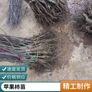 甜脆柿子苗树太秋甜柿苗大秋甜柿营养杯苗带土南北方种植甜心脆柿