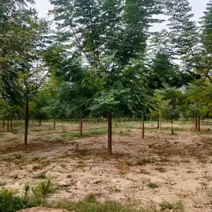 山东聊城苦楝树基地批发销售12公分苦楝树价格