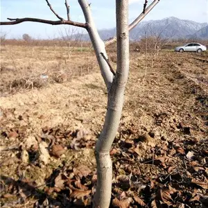 ռ���⳥��ӣ������ռ���⳥��������������ƻ������������