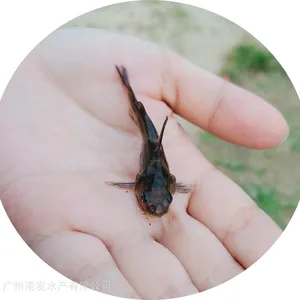 �۷����糡 �������ۻ�������� �ƹ��� ������ �߲������ܶ� ���ɻ�