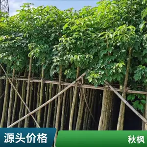 �������� ���С�� ������԰�����Է羰�� ԰�ֲ�Ҷ������ľ
