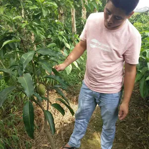 海南贵妃芒果苗批发芒果树苗供应 苗田起苗