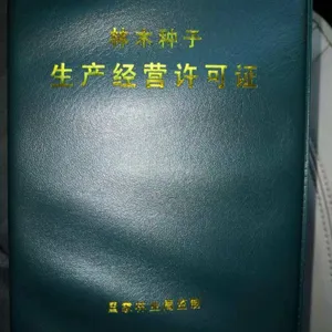 优质桃金娘苗-桃金娘树苗-山念苗-山念子-岗念