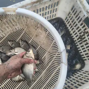 河南鱼苗常年供应批发 郑州北四环大型孵化基地中心 优良种苗