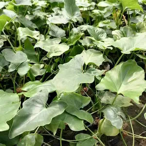 春羽基地 出售春羽工程苗 高度20-50公分春羽小苗 春羽杯苗