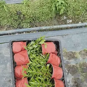 四川钓钟柳杯苗出售 多年生常绿花卉 量大优惠 花海花境花坛造景 园林庭院绿化