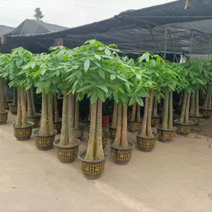 南宁汇成园艺发财树 金钱树基地直批 盆景盆栽绿植租赁 养护